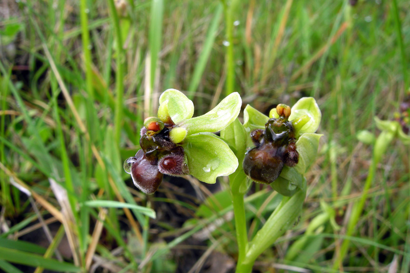 Orchidee del Chianti